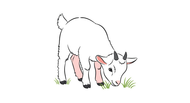 Young white goat kid grazing on small patches of green grass is depicted in a simple cartoon style on a white background.