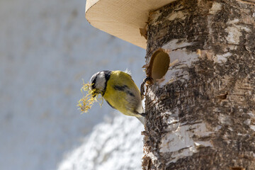 blue tit building nest in nest box © yvonne