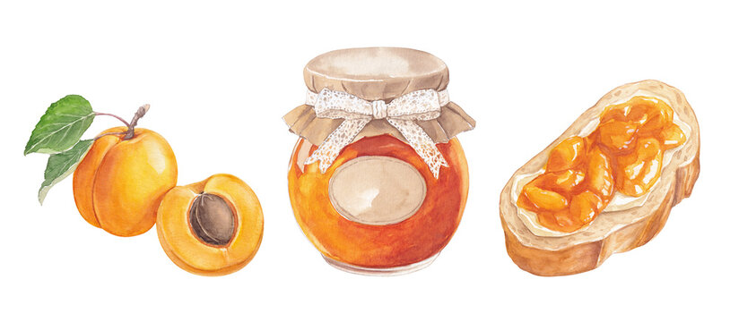 Watercolor collection of apricot jam in glass jar with lace bow, toast and fruit with leaf