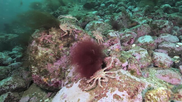 Barents Sea floor thrives with life. Crabs masterfully camouflage among rocks, sharing space with elegant Flexopecten ponticus scallops, a vibrant northern ocean encounter.