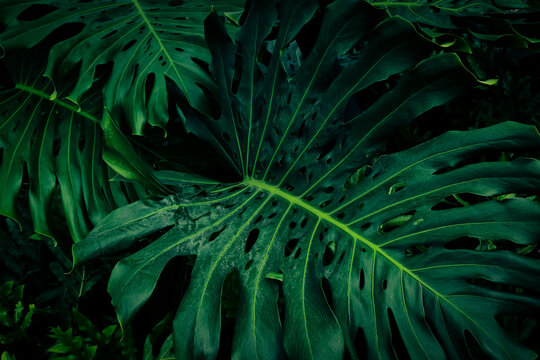 Tropical Monstera leaves texture, Lush foliage pattern with deep teal tones and elegant dark background.