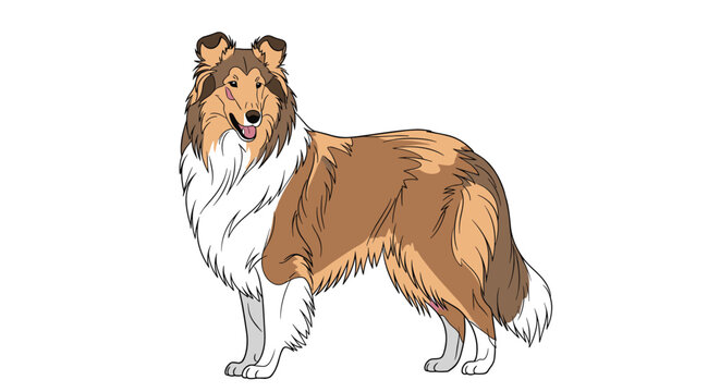 Long-haired collie dog standing in a classic profile view, highlighting its beautiful coat and intelligent expression in a detailed illustration.