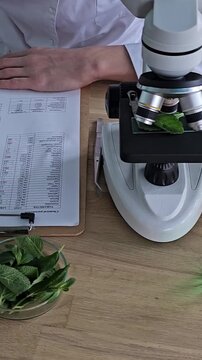 Studying plant samples under a microscope in a research lab with data sheets and fresh mint leaves