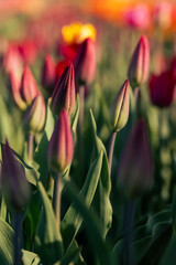 Tulipany w pąkach – młode kwiaty przed rozkwitem w świetle wiosny © Elżbieta Kaps