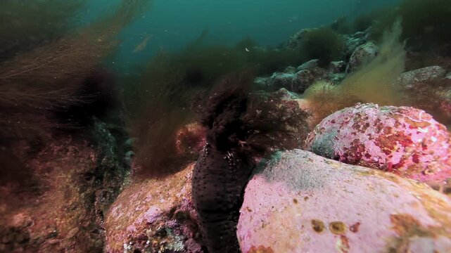 An enchanting journey reveals the hidden depths of the Barents Sea. Witness the rugged bottom, adorned with unique marine life and ancient rock formations beneath Arctic waters.