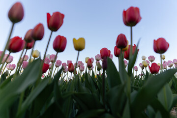 Pole tulipanów pod błękitnym niebem – wiosenny krajobraz © Elżbieta Kaps