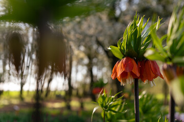 Korona cesarska (Fritillaria imperialis) – efektowny kwiat w zbliżeniu © Elżbieta Kaps