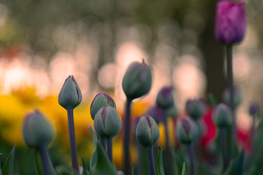 Tulipany w pąkach &ndash; młode kwiaty przed rozkwitem w świetle wiosny