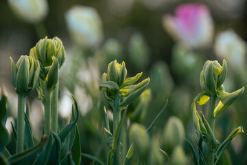 Tulipany w pąkach – młode kwiaty przed rozkwitem w świetle wiosny © Elżbieta Kaps