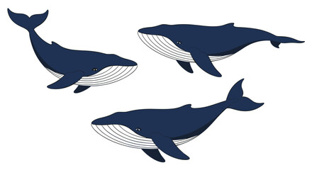 Fototapeta premium Three majestic humpback whales swim in deep blue tones, showcasing their massive bodies and distinct flippers in a serene marine illustration.