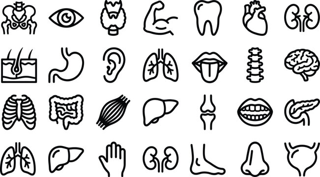 Set of black outline human organs and body parts icons for medical and anatomical illustration and healthcare design.
