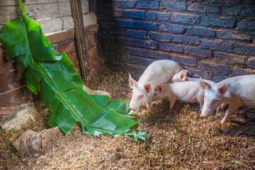 Close-up of four young pigs foraging on banana leaves in a rustic pen, Mzimba, Malawi © Kogan