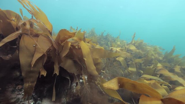 Witness the mesmerizing beauty of the Arctic Barents Sea. A dense garden of golden kelp blankets the seabed, softly dancing with the ocean's currents.