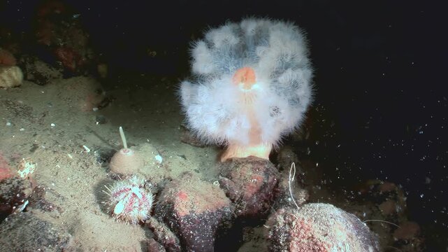 Explore the depths of The White Sea as sea urchins graze near a flowerlike anemone in their natural habitat. A glimpse into the captivating underwater world in the Arctic.