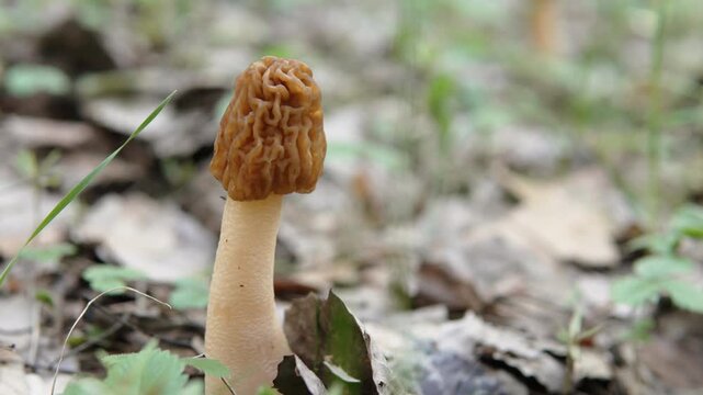 Close approach to morel cap growing in natural environment. Edible delicate spring mushroom growing among dried last year leaves and green grass in forest.