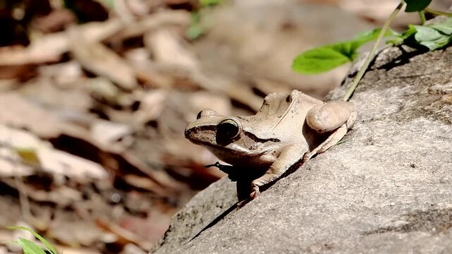 frog on ground in northern Thailand
