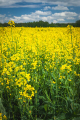 Obraz premium A view of a field of blooming yellow rapeseed