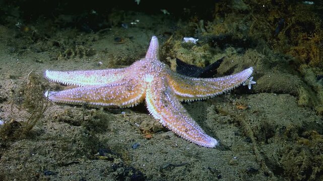 Witness a light colored Starfish slowly moves across the ocean floor in the White Sea. This marine animal searches for food in its natural habitat. This species is found in the cold northern waters.