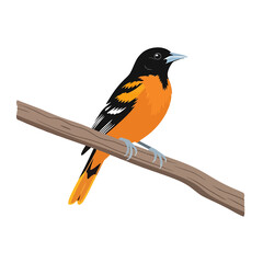 Obraz premium Baltimore Oriole Bird Perched on a Branch Vector Illustration