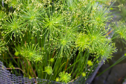Cyperus alternifolius water plant in the pond