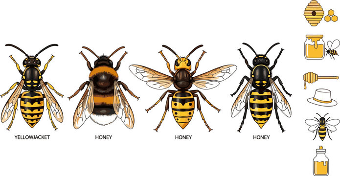 Detailed Realistic Yellowjacket and Honey Bee Species Collection with Beekeeping Icon Set Vector Illustration for Nature Education Design