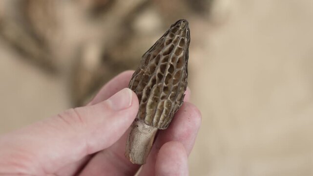 Dried morel lying in palm of persons hand. Unrecognizable man examining delicate exclusive spring mushroom before preparing refined dish.