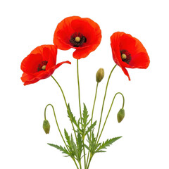 Obraz premium A vibrant bouquet of red poppies with green stems and leaves isolated on transparent background