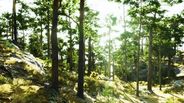 bright sunlit pine hillside angled slope, highkey exposure with vibrant greens and warm highlights, sparse underbrush, scattered rocks and needles, panoramic
