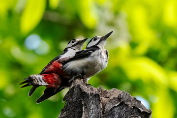 Obraz premium Pair of greater spotted woodpeckers mating ((Dendrocopos major).