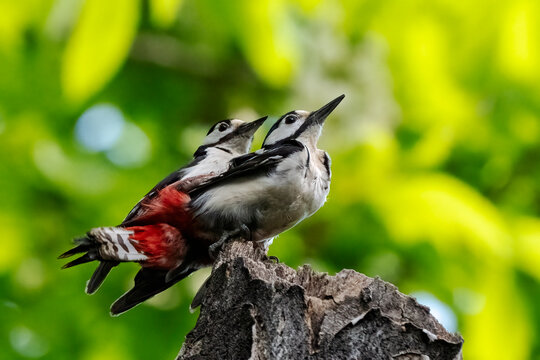 Pair of greater spotted woodpeckers mating (Dendrocopos major).