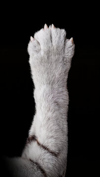 Close up , white tiger single leg on black background , isolate image.