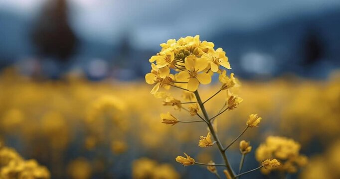 Vibrant yellow blossoms, likely rapeseed or canola, sway gently in a tranquil close-up. A blurred background of golden flowers and a blue sky highlights nature's beauty. This serene scene captures spr
