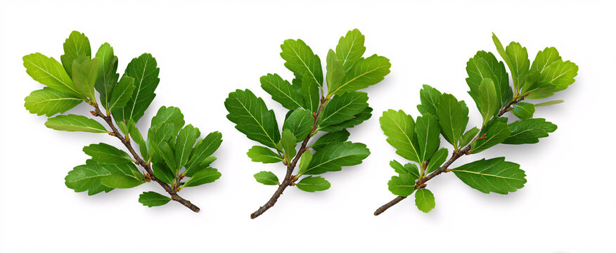 Quercus ilex branches isolated on a white background in bright daylight.