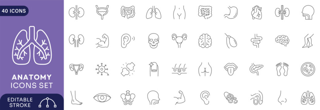 Anatomy icons set. Containing brain, lungs, stomach, skeleton . line Icon Collection. Editable stroke.