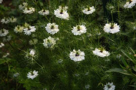 White Nigella Flowers Blooming in Garden