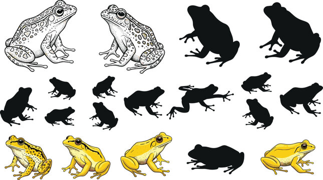 Frog Silhouette and Detailed Illustration Set with Jumping Poses Amphibian Collection for Wildlife Study, Nature Design, Educational Materials, and Animal Vector Graphics