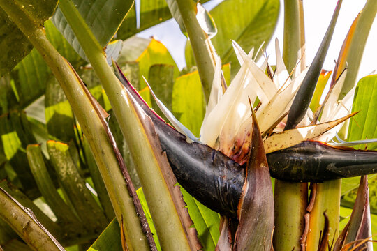 Strelitzia nicolai pertenece a la familia Strelitziaceae.