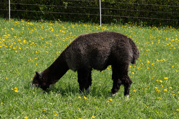 Fototapeta premium alpaka tier natur lama