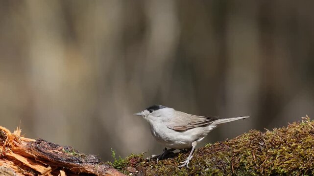 Bird - male Blackcap Sylvia atricapilla spring time in forest waterhole, bird batching and drinking water Poland Europe