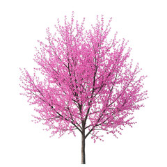 Fototapeta premium A vibrant pink flowering tree stands out against a white background isolated on transparent background