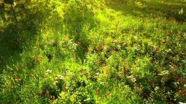 Vibrant summer meadow in full bloom, saturated green and vivid petals catching sunlight, dense carpet of diverse flowers and textured foliage, lively joyful