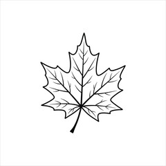 Fototapeta premium Autumn maple leaf outline during fall season Vector Illustration Isolated on white background