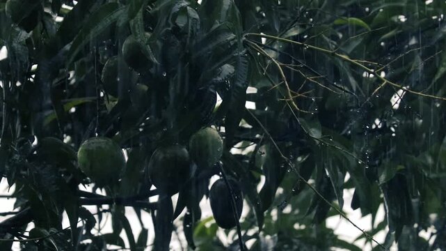 Heavy monsoon rain falling on green mango fruits and dark wet leaves in a tropical garden orchard