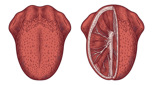Anatomical illustration of the human tongue, showing its external surface and internal muscular structure.