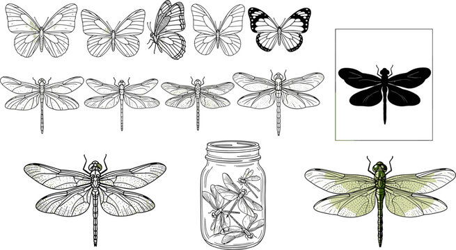 Detailed vintage dragonfly and butterfly illustration set with silhouette, outline, jar and green realistic insect on dark background