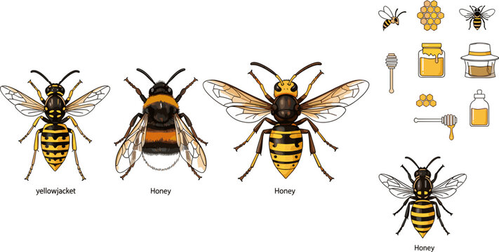 Detailed realistic yellowjacket and honeybee illustration set with honey jar, honeycomb and beekeeping elements on dark background