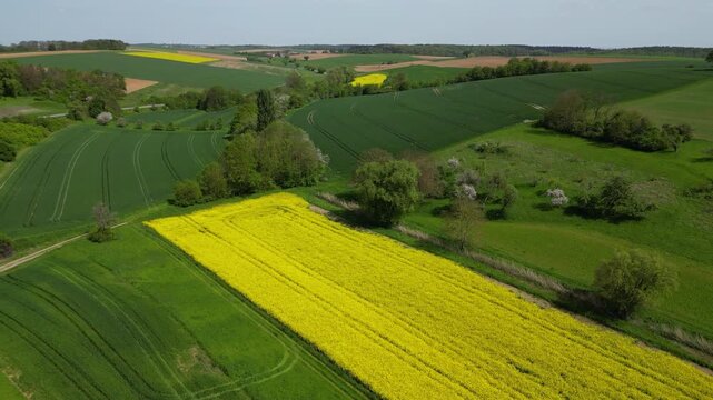 Flying along a rapeseed field in bloom