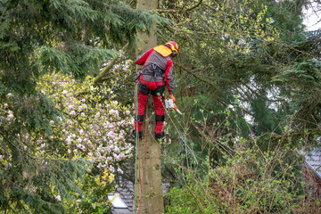 Obraz premium Professional arborist cutting tree with chainsaw using ropes and safety gear, tree removal service, forestry work at height in outdoor environment