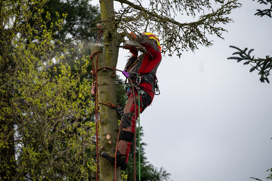 Professional arborist cutting tree with chainsaw using ropes and safety gear, tree removal service, forestry work at height in outdoor environment