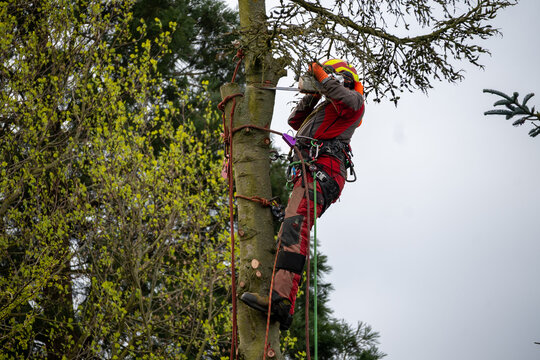 Professional arborist cutting tree with chainsaw using ropes and safety gear, tree removal service, forestry work at height in outdoor environment